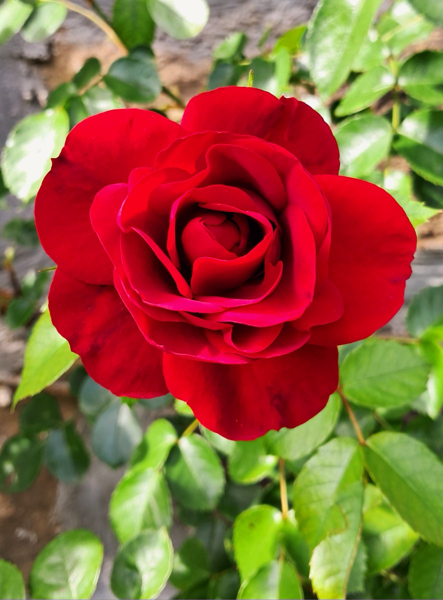 Il bianco🤍e il rosso❤️al roseto del @ParcoSGiovanni di #Trieste 🌹 #roses #flowers