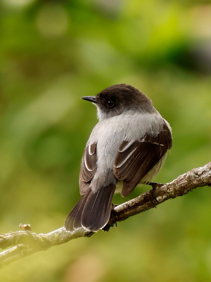 Torrent Tyrannulet in Colombia.