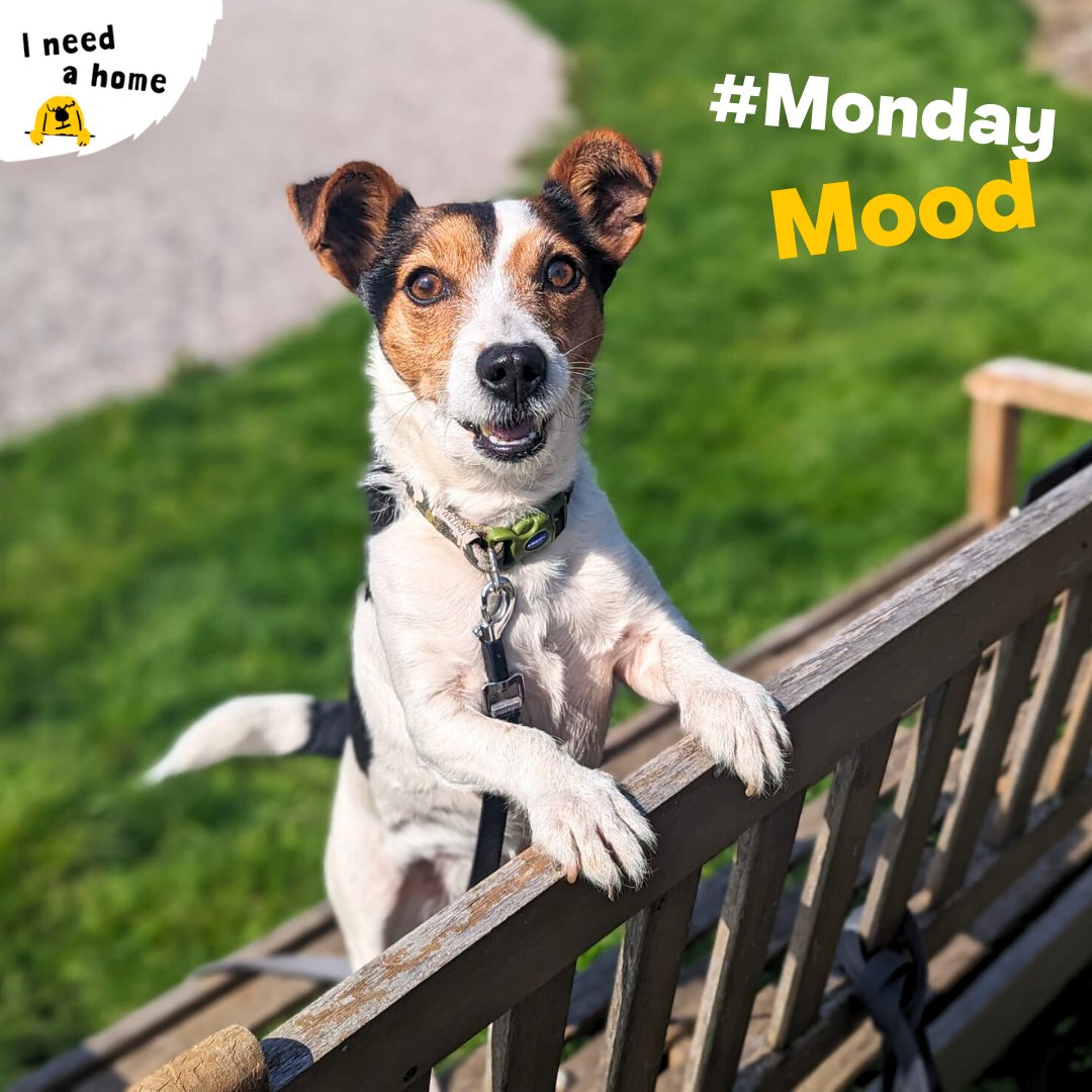 Up and at 'em! Lolly says there's no time for those #MondayBlues as she's on a mission to find her forever home! If Lolly can stay positive about finding her pawfect match, she knows you can get through #Monday 💛 #DogsTrust #DogsTrustCardiff #UpAndAtEm #AdoptMe #Rehome