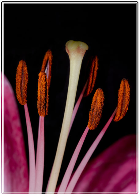 A #closeup / #macrophotography #image of the #stamen and #pollen of a #pink #lily #flower. #flowerphotography #flowers #gardenphotography #garden #Macro #ThePhotoHour #nature #NaturePhotography. #Follow @photos_dsmith  to see more #images and #photographs from this #photographer