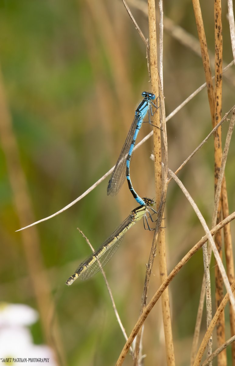 Common Blue Damselflies at Middleton NR. @Lancswildlife @WildlifeTrusts