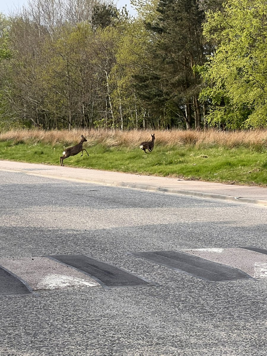 A beautiful start to @MintlawAcademy #HealthWeek. S1 enjoyed their daily mile walk to @AdenCountryPark and enjoyed nature. Lucky to see some deer on our doorstep #LearningTogether #DailyWalk 🦌