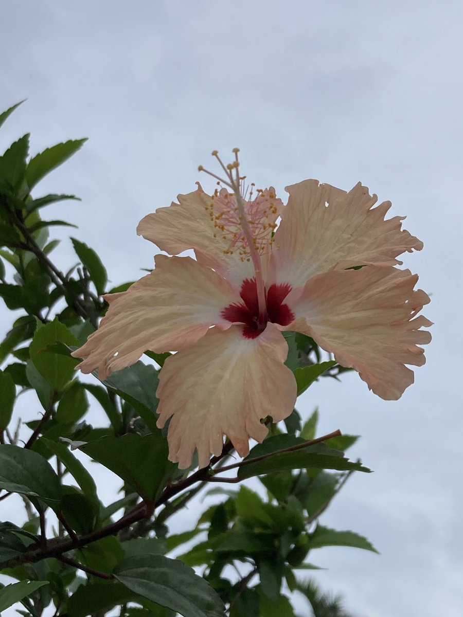 #イマソラ　　

梅雨入りは平年5月10日ごろ
少し遅れている沖縄です🐌

今日も一日お疲れ様でした☺️
明日もいい日になりますように🍀🌈