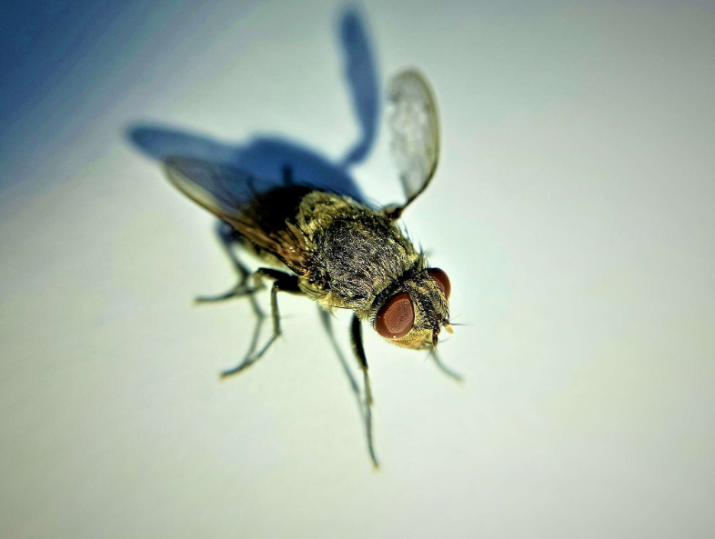 🖼️Cluster Flies 🧾Cluster flies, scientifically known as 'Pollenia rudis,' are sizable black flies that tend to appear in homes during late fall to early spring. They bear a striking resemblance to house flies.