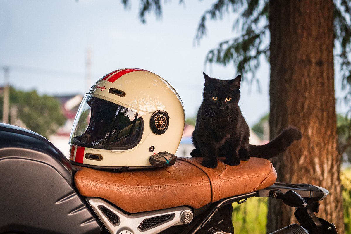 ASMAXWorld's tweet photo. 🏍️The weekend with #ASMAXF1.

#ASMAX #ASMAXWorld #weekendfun #motorcyclelife #motorcycles #motovlogs #cats #SaturdaySocial https://t.co/eHYuqaunMW