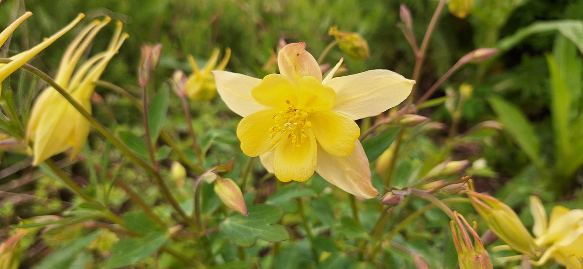 Back to rain. At least the aquilegia brightens up the day a little...