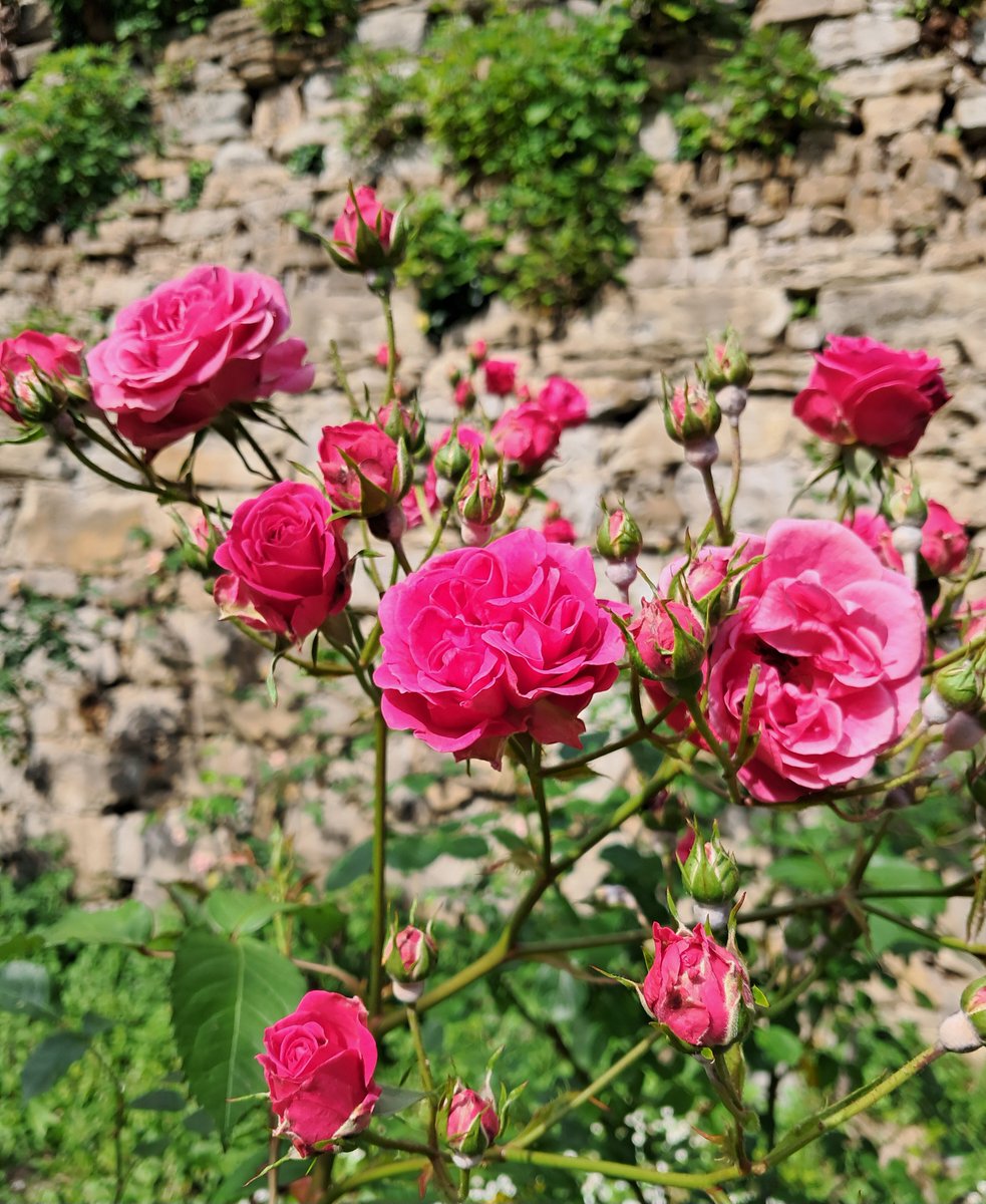 Le tonalità del rosa💗 al roseto del @ParcoSGiovanni di #Trieste 🌹

#pinkroses