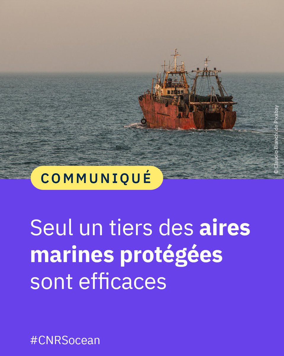 #Communiqué 🗞️ Une étude réalisée par des scientifiques du @CNRS, au sein d’une équipe internationale, révèle que seul 1/3 de l’ensemble des aires marines protégées est en capacité d’offrir une réelle protection à l’échelle de la planète.

👉 cnrs.fr/fr/presse/seul…
#CNRSocean 🌊