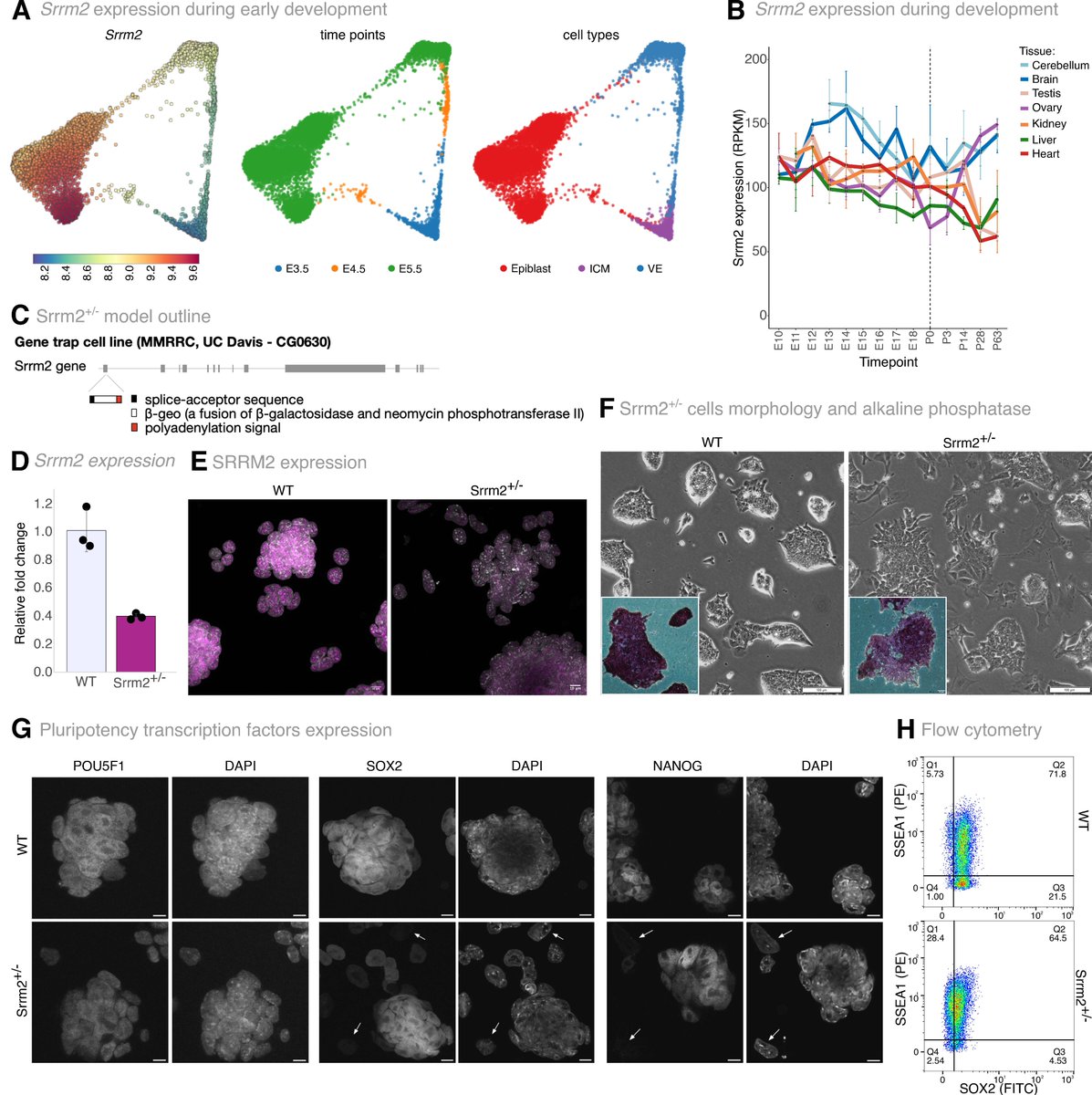 In this recent Research Article, Silvia Carvalho (@Silviacamoeira), @apombo1 and colleagues (@BIMSB_MDC, @LabPombo, @BiocomicsLab) show that Srrm2 dosage is critical for maintaining embryonic stem cell pluripotency and cell identity. #OA journals.biologists.com/bio/article/13…