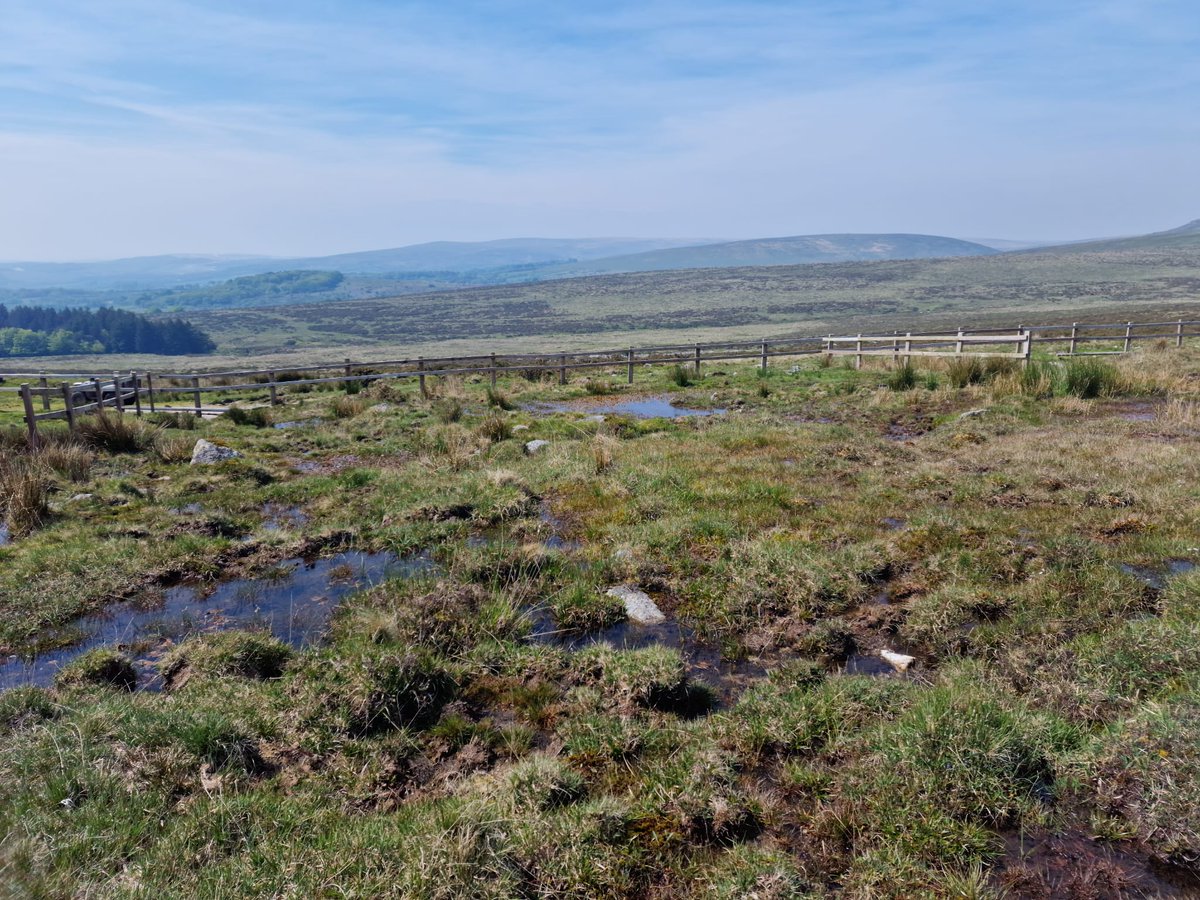 Our Programme Manager @JaneAkerman was at @OurArtAndEnergy's event this weekend on Harford Moor, Dartmoor, where they were raising awareness of the importance of #peatlands. They experimented with seeding Sphagnum on wool and hemp mats - and here's Jane's nod to Eyes on the Bog!