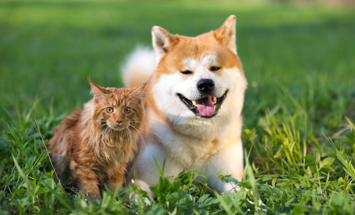 🐱🚀 Get ready to unleash the purr-fect meme coin: $CATDOGE! 

🐶🌟 Let's make crypto paw-some again!

#CATDOGE #CAT #ELONMUSK #ELON #MUSK #DOGE #Aveai #DEXTools #Coingecko