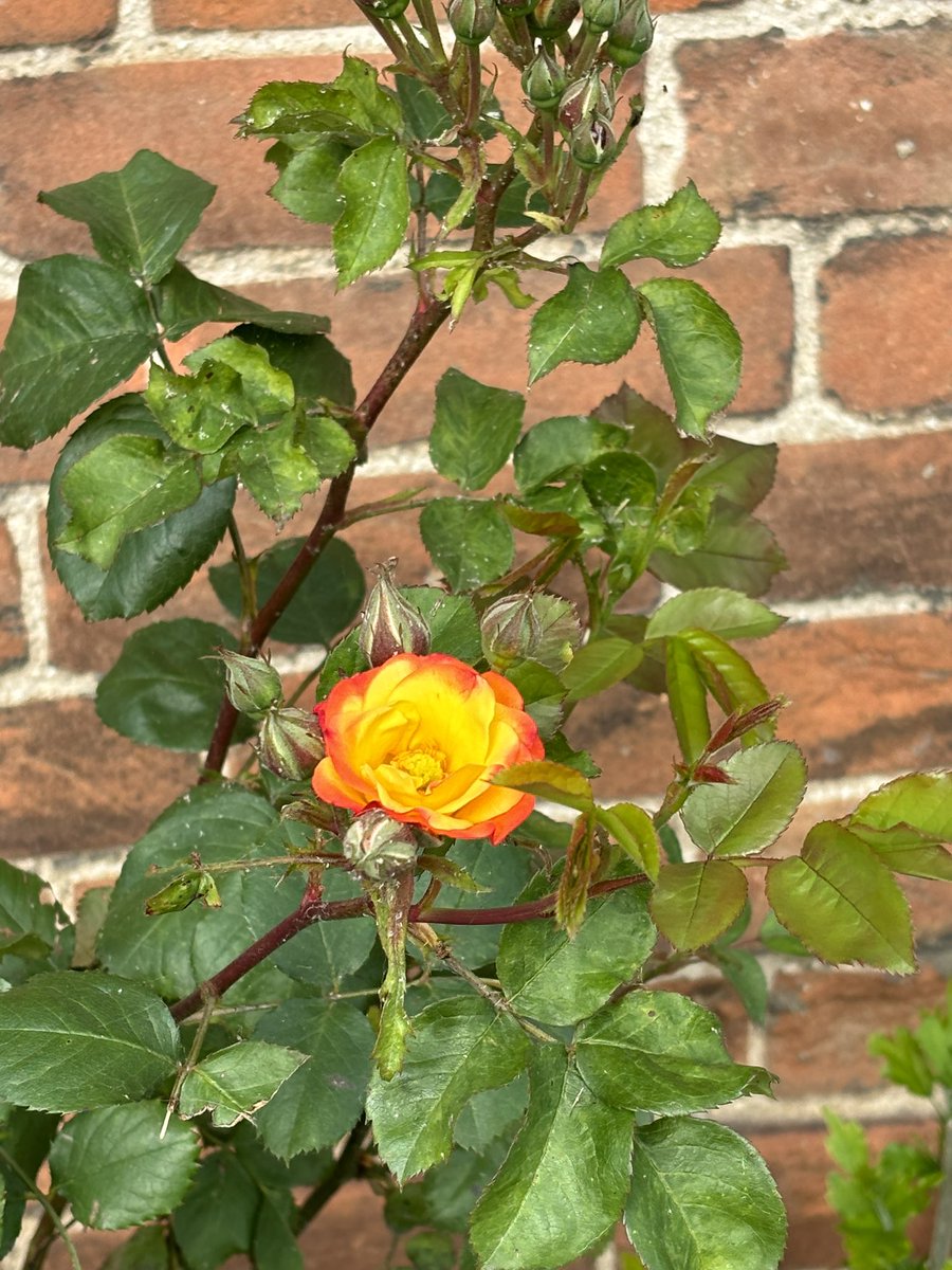 Phantom House’s spring roses have finally sprung 🥀☀️