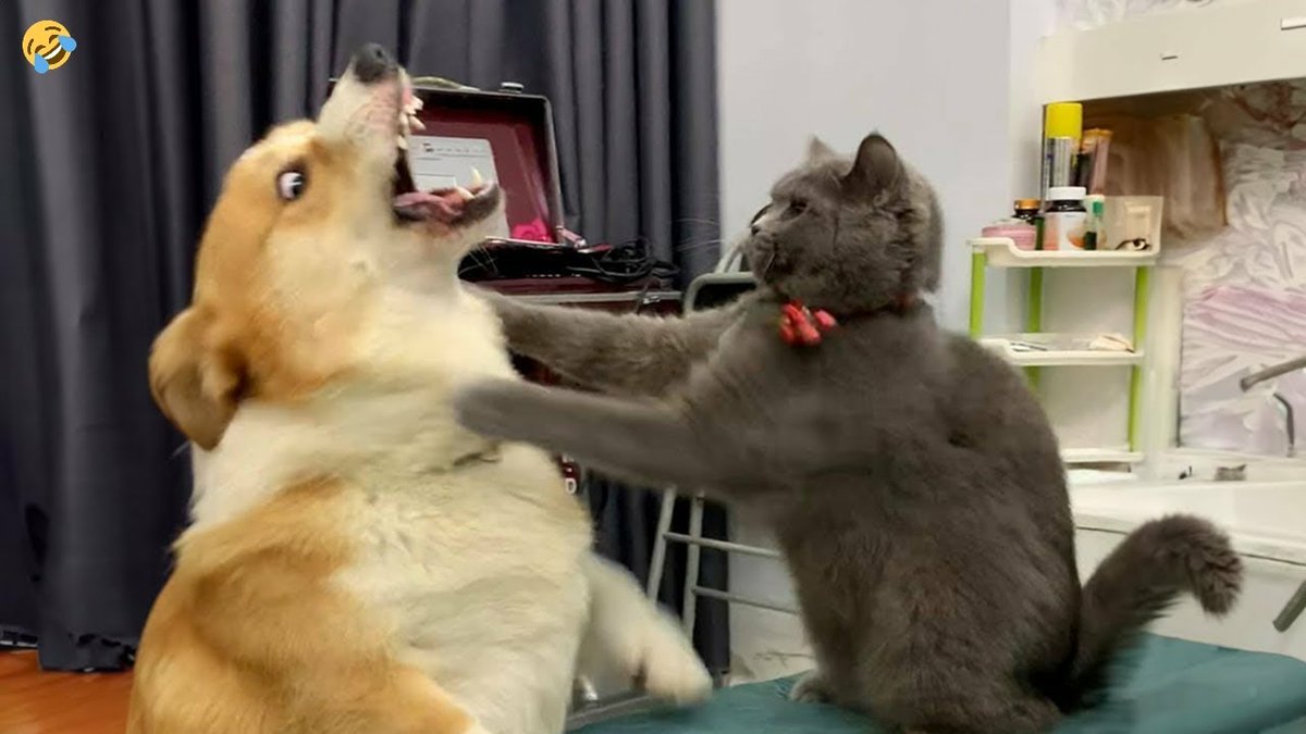 🌟 Get your whiskers ready! 🐾 

$CATDOGE is about to make some serious waves in the 
meme coin world! 🚀🌊

#CATDOGE #CAT #ELONMUSK #ELON #MUSK #DOGE #Aveai #DEXTools #Coingecko
