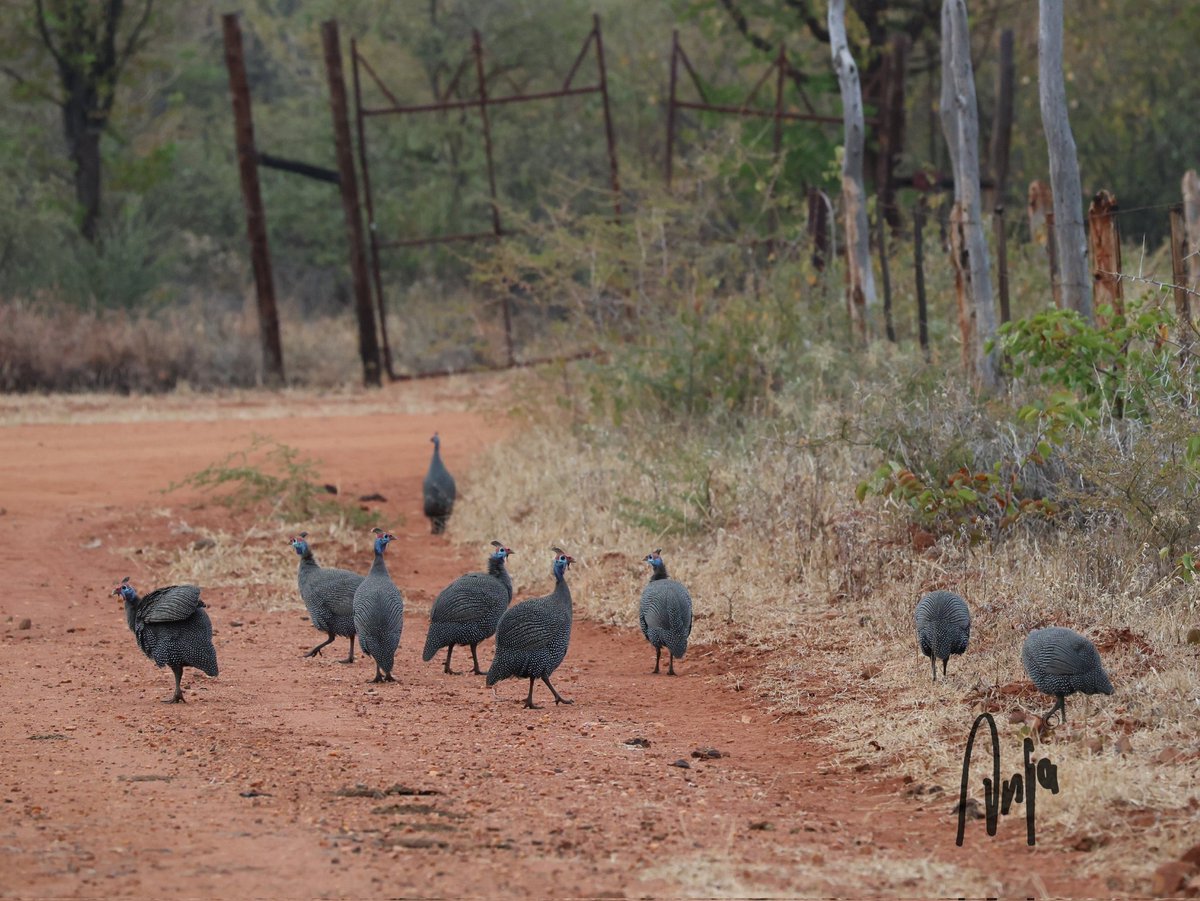 Busy on the road this morning #Guineafowl #photography #nature #outdoors #streetphotography #birdwatching #BirdsSeenIn2024 #Francistown #Botswana #Africa
