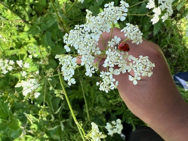StarksField's tweet image. Our reception class visited the Firs Farm Wetlands on Friday, they hunted for mini beasts, fed the ducks and had a picnic! 🌸🌿🐞