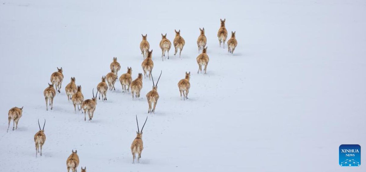 Migration of pregnant Tibetan #antelopes in Xizang china.org.cn/photos/2024-05… #wildanimals