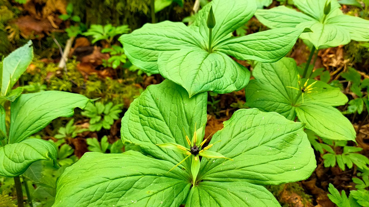 .@kazandyw writes in the current edition of Natur Cymru, about the wildlife on her patch – around the river Taff, on the outskirts of Cardiff. To subscribe and learn more: bit.ly/NaturCymru2024 📸 Herb Paris © Karen Wilkinson