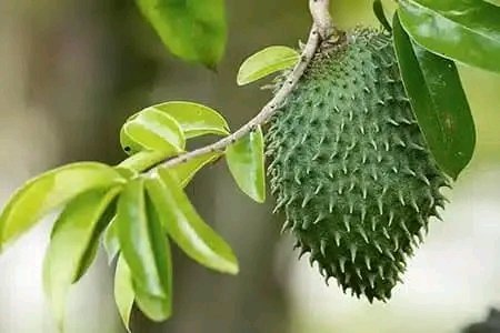 This is Soursop. What's your story? Tells the benefits or how it's used in your area. For seedlings, kindly reach out to us.