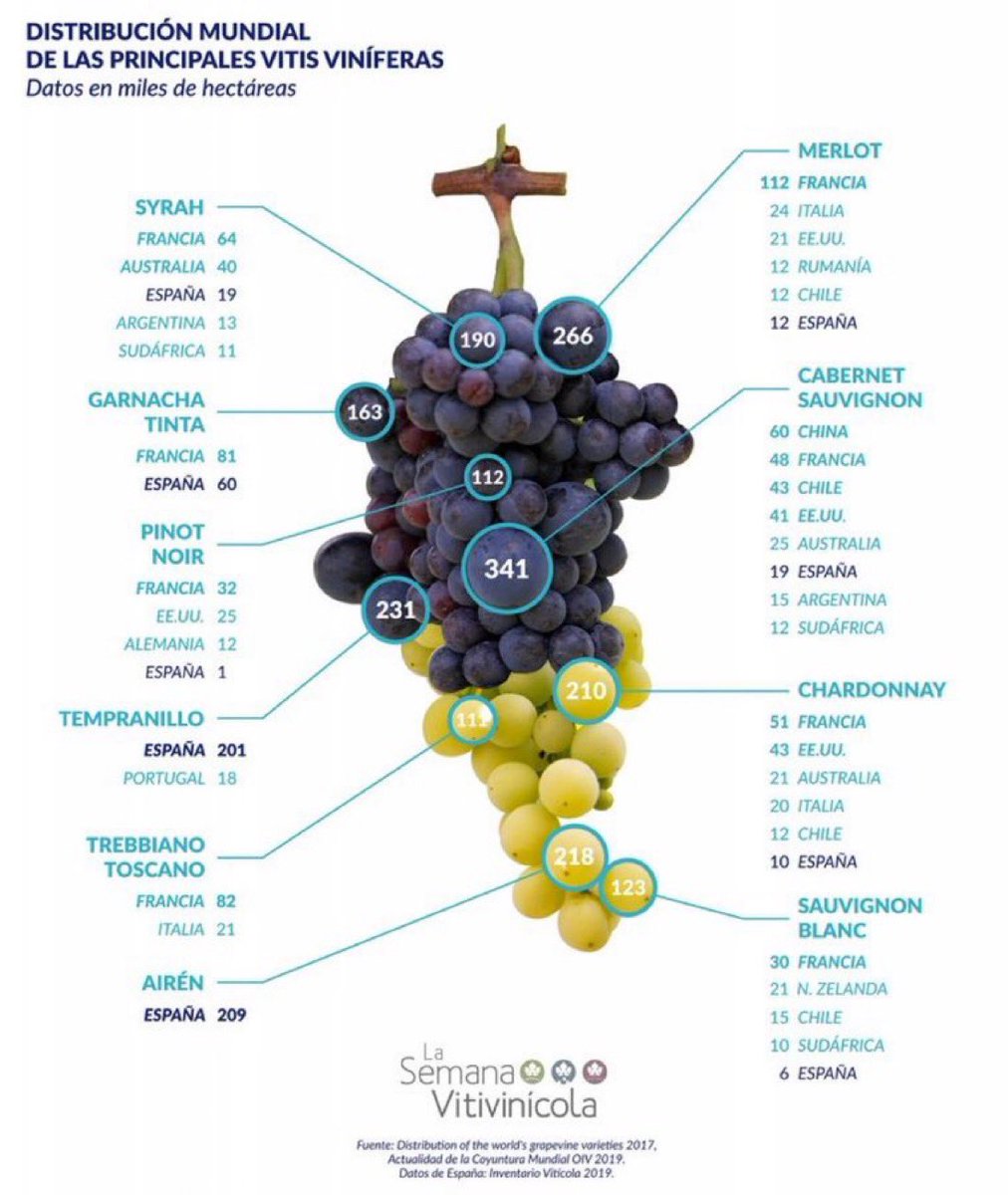 Distribución mundial de las principales vitis viníferas #vino #viñedo #enoinfografia
