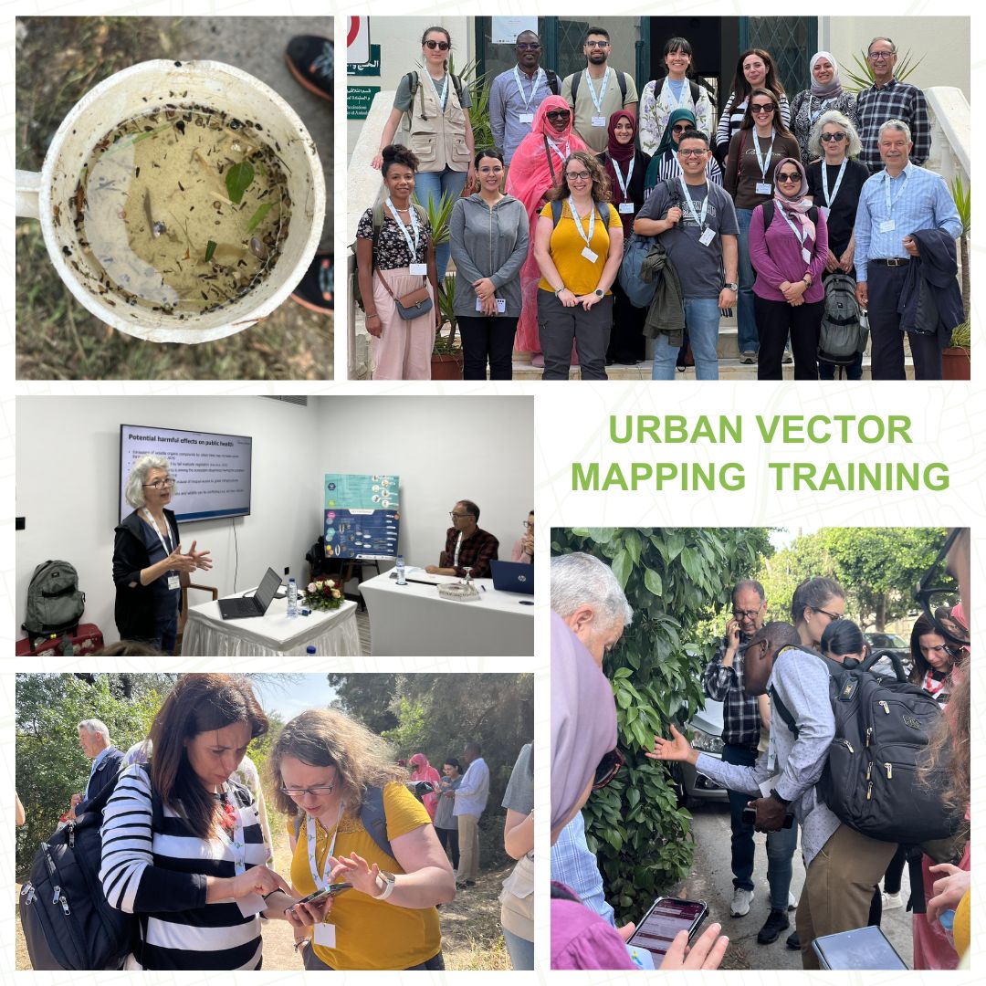 From May 5th to 10th, an urban vector mapping training took place in Tunis, organized by MediLabSecure medical entomology leaders @ird_fr & spatial modeling leaders @AviaGIS in collaboration with @Pasteur_Tunis.
👉Goal: mapping breeding sites & sampling larvae for #vectorcontrol.