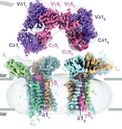 Structures of human γδ T cell receptor–CD3 complex. @Nature. Check the #cryoEM #structure of this #membrane #protein in the UniTmp database: pdbtm.unitmp.org/entry/8jc0

nature.com/articles/s4158…