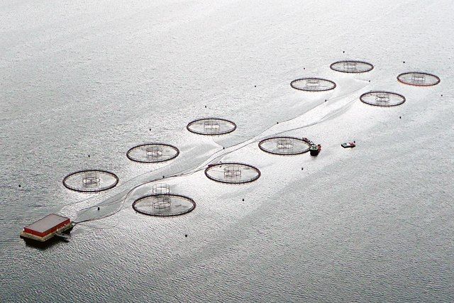 “There was a complete lack of consideration of the damage intensive fish farming is wreaking to wild fish populations, the environment, and people’s livelihoods” Our reflections on the recent #OurOceansConference in Athens. Read now: buff.ly/4acQCjx