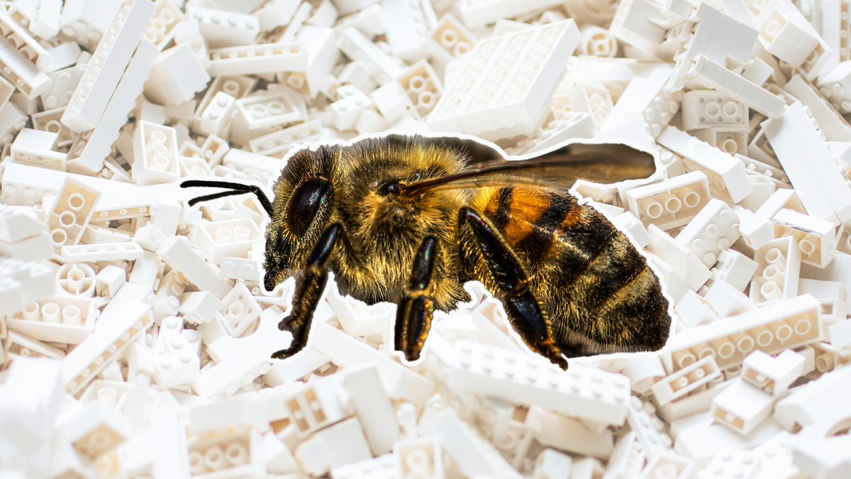 Jong en oud, we spelen massaal met LEGO. Maar ook sommige dieren zijn gek op het speelgoed. Zoals de hommel! Hoe zit dit? Dat bespreken we met natuurjournalist - en hommel liefhebber- Kirsten Dorrestijn. Je hoort het nu op @NPORadio1