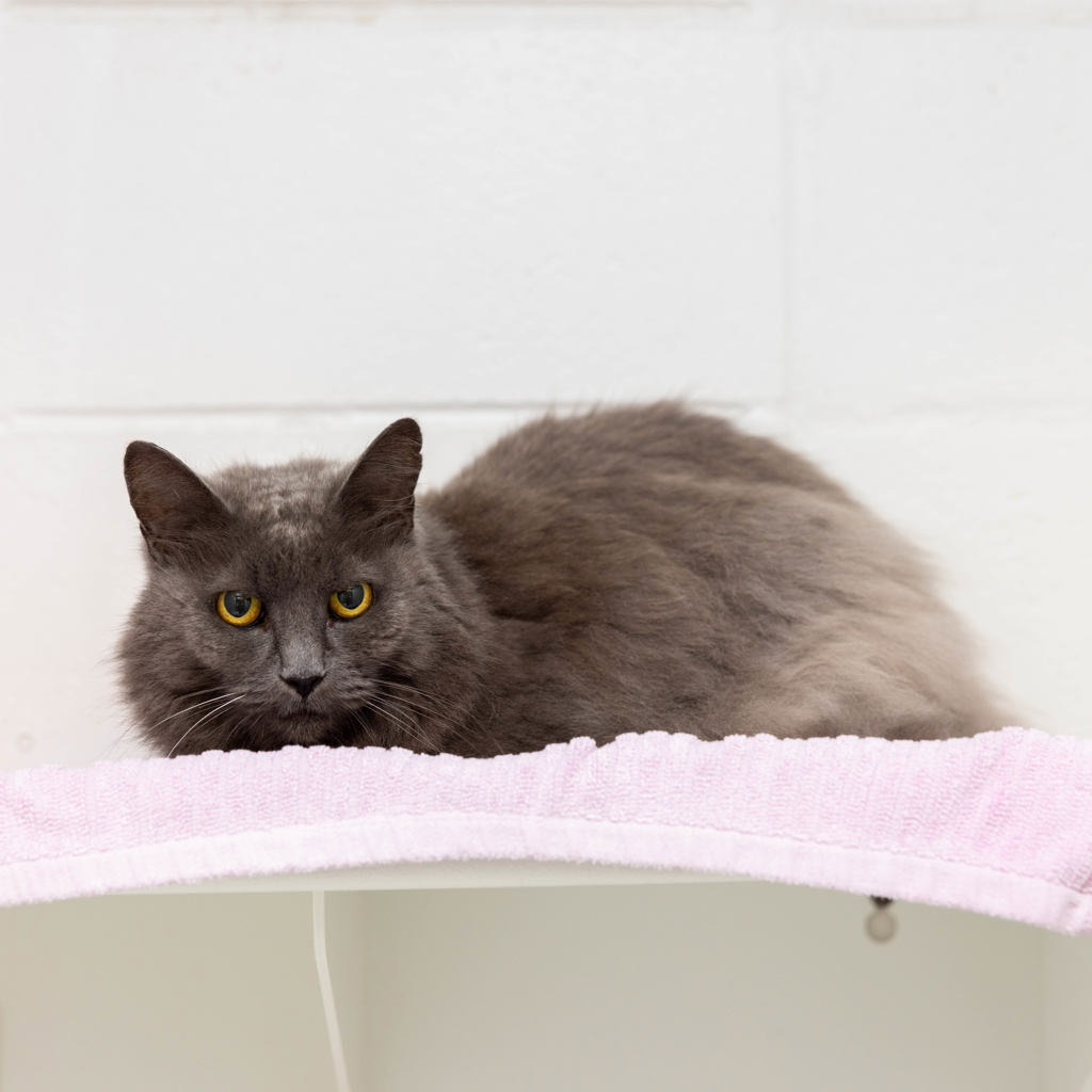 Hey there! I'm Furball, the sweetest senior lady around! 💕 At 11, I've got wisdom, love, and cuddles to spare. Sure, I might be a bit shy at first, but once I warm up, I'm all purrs and affection! 😺 For more on Furball please visit - bit.ly/AWLQFurball128…