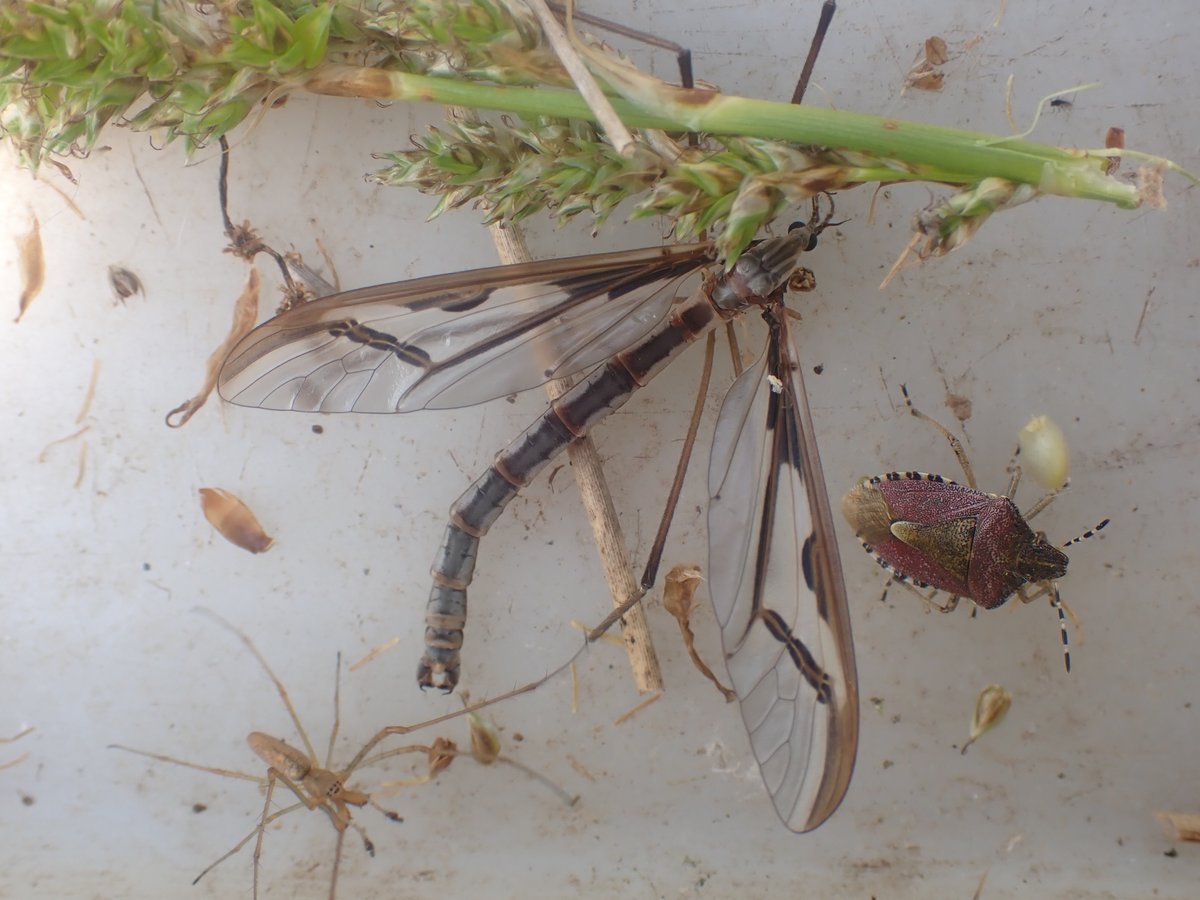 1/2 #speciesaday no. 277 is Pedicia rivosa. A stonking and highly distinctive cranefly associated with wet places, I have only ever seen it in places with Sphagnum. Commoner in the north and west than the south east. I have records from 11th May to 3rd September.