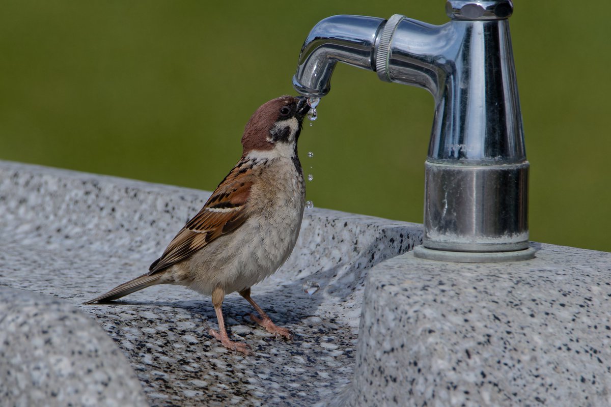 Thirsty!

#ちゅんずでー #ちゅん活 #スズメ #雀 #sparrow
#野鳥 #野鳥観察 #バードウォッチング  #Bird #birdwatching #BirdJapan
＃愛鳥週間