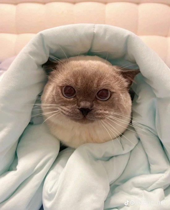 Xiaojie Cat | $XIAO (@XiaojieTheCat) / Posts / X