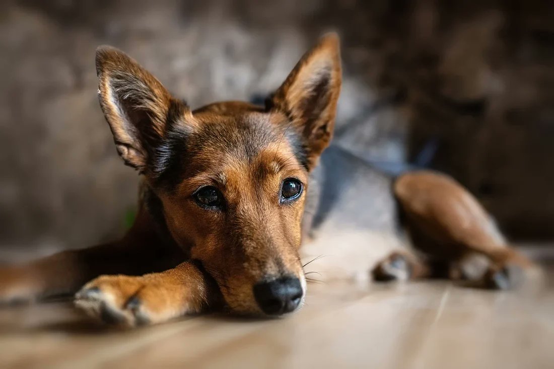 🐾 Ever wonder why dogs put their paws on you? Discover the reasons behind this adorable behaviour! 🐶❤️ #DogBehaviour #PetLove #CanineCommunication #CuriousCanines 🐾

happydogcentral.co.uk/blogs/news/why…