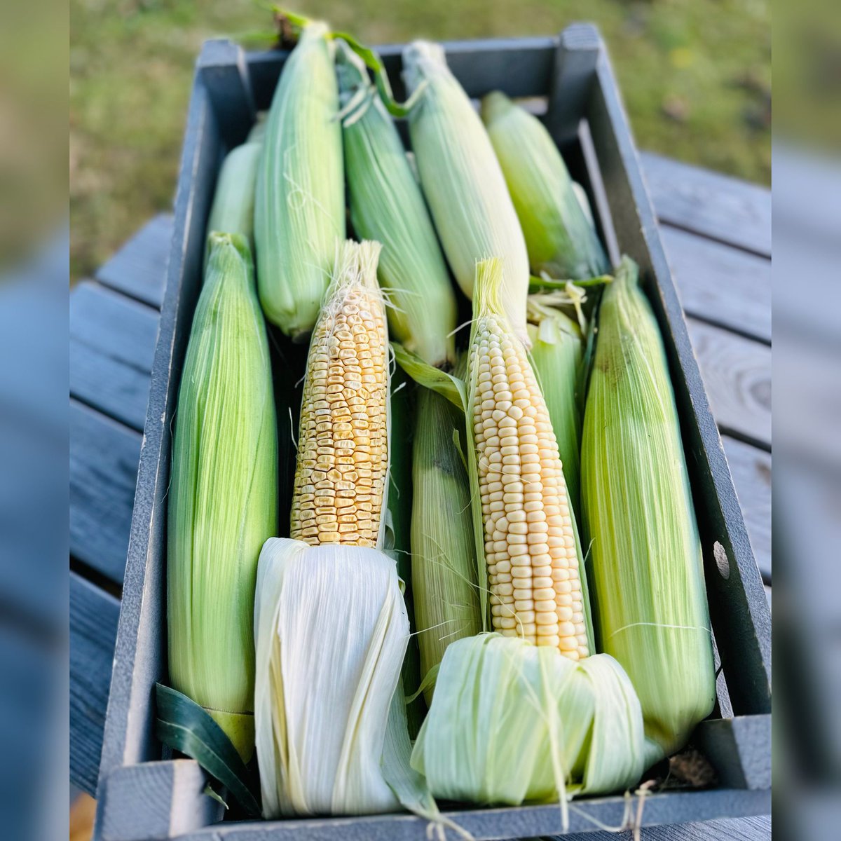 🌽🌾Savour the sweetness with our fresh corn on the cob! Bursting with flavour & packed with nutrients, it's the perfect addition to your barbecue or picnic spread. Grill it, boil it, or enjoy it straight off the cob! #FreshCorn  #HealthyEating #ShopLocal #Tonbridge #Haywards1990