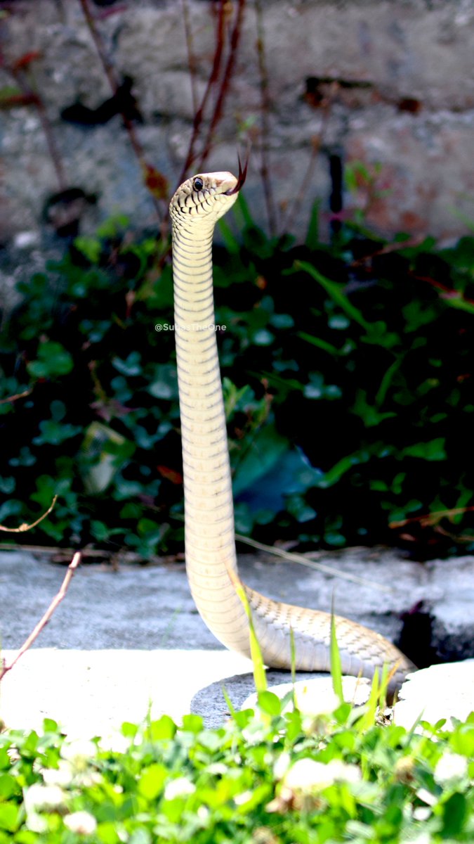 ̶S̶n̶a̶k̶e̶s̶ ̶o̶n̶ ̶a̶ ̶P̶l̶a̶n̶e̶
Snakes in TU Cricket Ground!