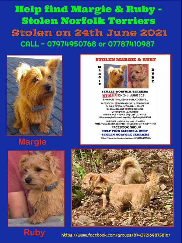 Please RT  🙏 Have you seen Margie & Ruby ?
They were stolen from their farm between Landrake & Pillaton in SE #Cornwall #PL12 on 24th June 2021. 
Someone knows where they are.
Please let them go home where they belong 😢🙏 #NorfolkTerriers  #MargieandRubyMonday
@FindMargieruby