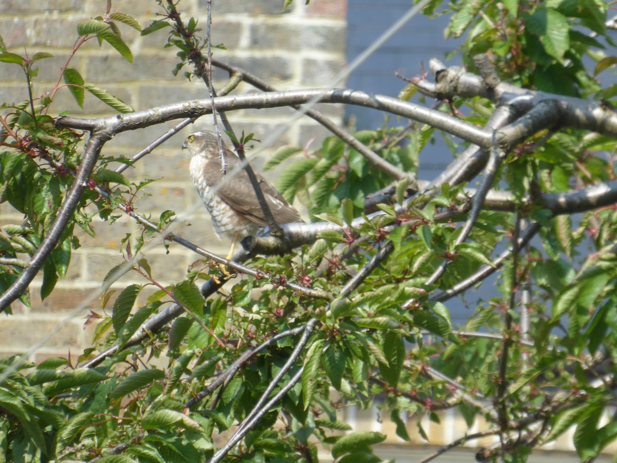 Oooh, just briefly had a female (I think) sparrowhawk in the garden 😀 #LoveNature #BeeKind Sorry, not a great photo, but a photo none the less.