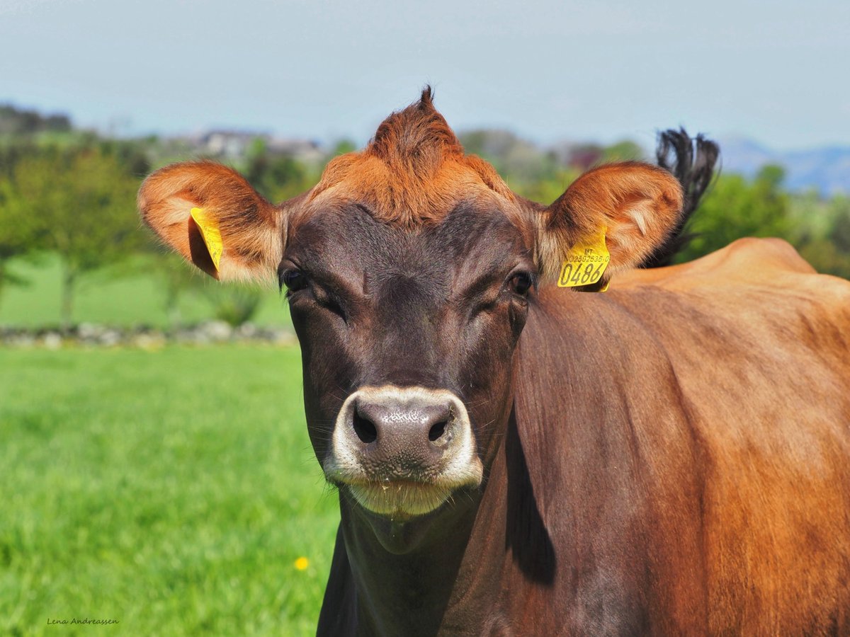 With this beautiful cow i wish u all a fab day and start of the week 😍 Jæren Norway May 2024 @ThePhotoHour #cow #MondayVibes #MondayMood