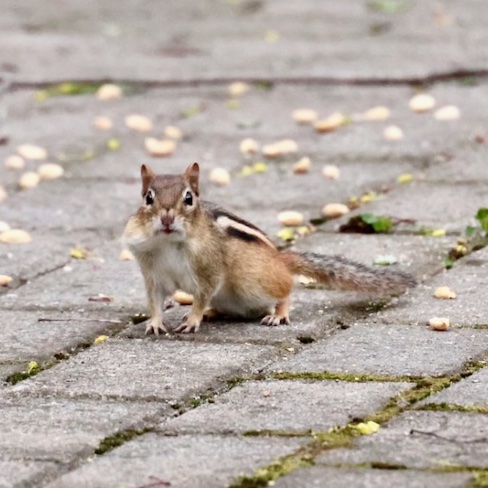 It's going to be a great week for nut gathering!

When the week starts on #Sciuridae, you might be tiny but you're fierce & bold!

Every day is #Sciuridae! (& #chipmunks are #squirrels!)

#fightlikeasquirrel #SquirrelStrong 🐿️💪#SaveGreySquirrelUK #SquirrelScrolling #squirrel