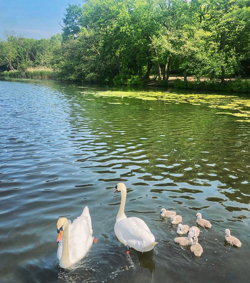 Our grateful thanks to all visitors to #EppingForest this weekend, who took their litter home with them to dispose of it responsibly there. Leaving litter in the Forest is a hazard to our wildlife, such as this gorgeous family of swans at #HighamsPark. #KeepBritainTidy