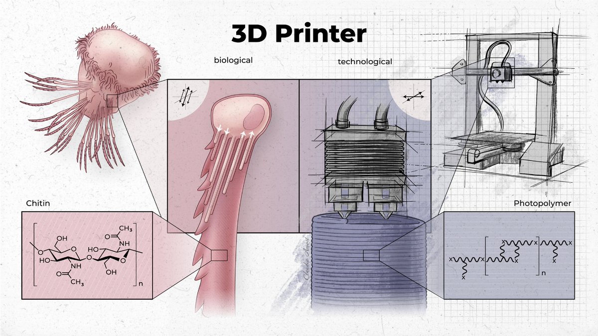 Unlike technological 3D printers that deposit photopolymers layer by layer, the biological 3D printer of bristleworms uses a printhead of extendable and retractable microvilli to deposit beta-chitin fibers in time and space. Thx to Claudia Amort for artwork!