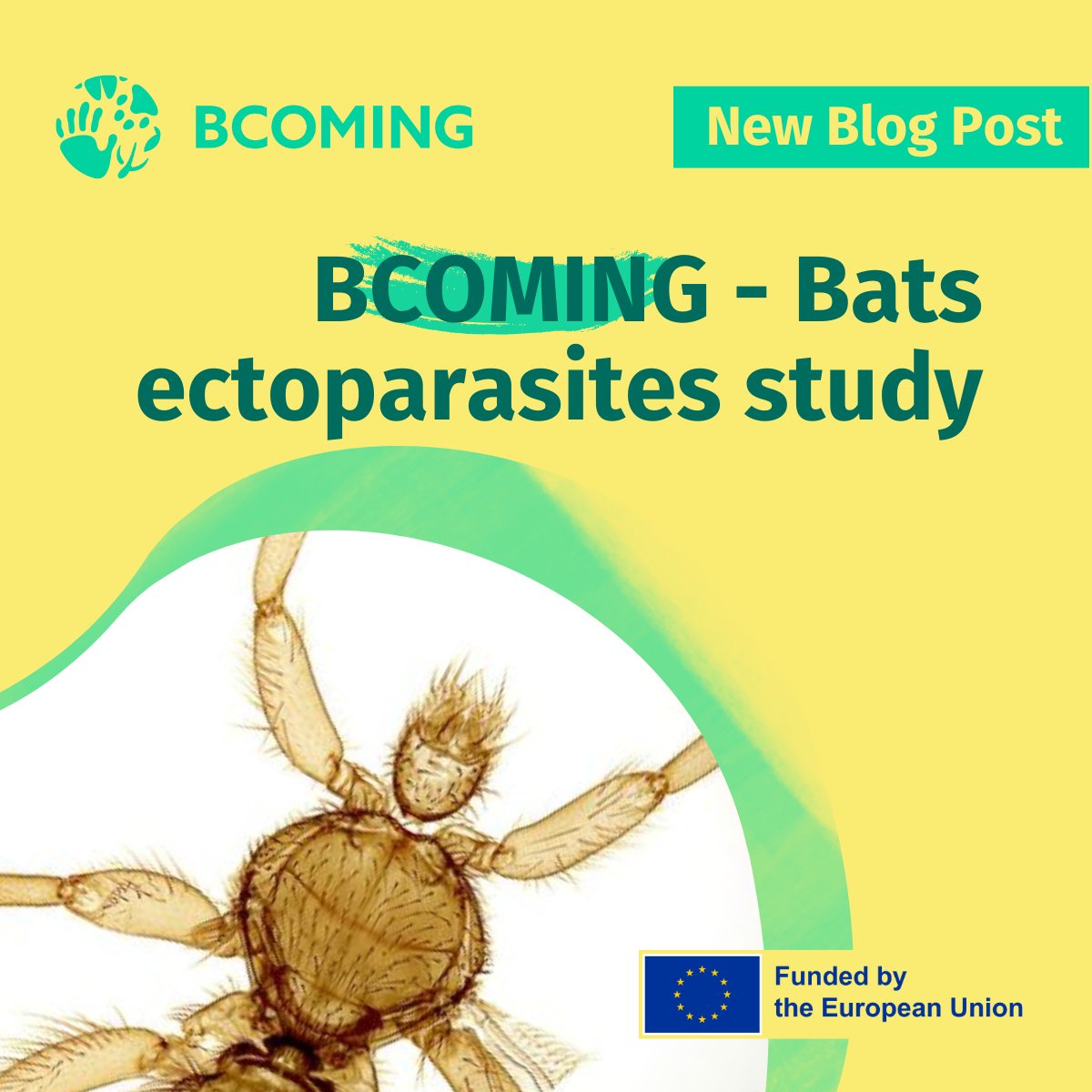 🦇 New Blog Post Alert! 🌿 In our latest blog post you'll get the chance to explore the fascinating world of bat ectoparasites in #Cambodia as part of the #BCOMING project's research efforts. 📖 Check out the full post on our website! bit.ly/3QGGEQG