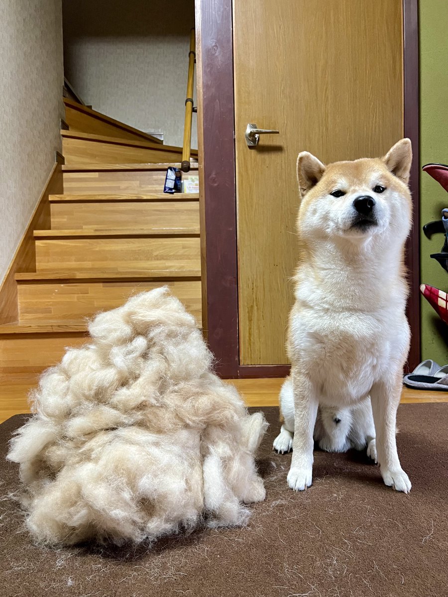 生産者ｻﾝからのメッセージ 『今年も新鮮な毛がいっぱい取れました‼︎』 #シヴァ犬こむぎっす #柴犬