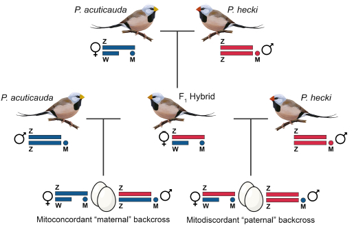 Happy my modest contribution to the project of Callum McDiarmid w @DanielM_Hooper @SimonGriffith4 is now published in @molecology. Mitonuclear interactions impact aerobic metabolism in hybrids and may explain mitonuclear discordance in young, naturally hybridizing bird lineages