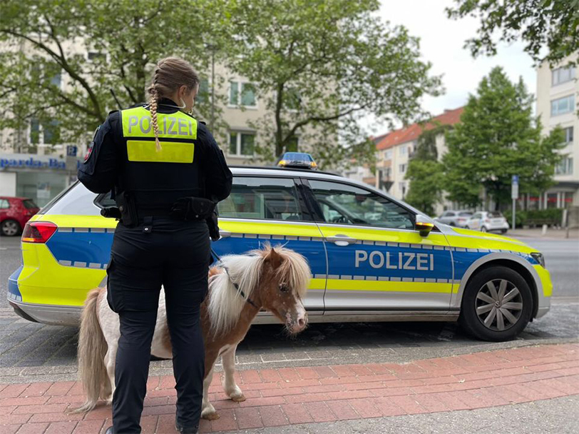 🔵 Kurze Beine auf Abwegen: Entlaufenes Pony sorgt für Polizeieinsatz 🔵

Ein entlaufenes Mini-Pony namens 'John Boy' hat am Samstagmorgen für einen Polizeieinsatz der etwas anderen Art gesorgt. 

💻️ fcld.ly/ah0l836