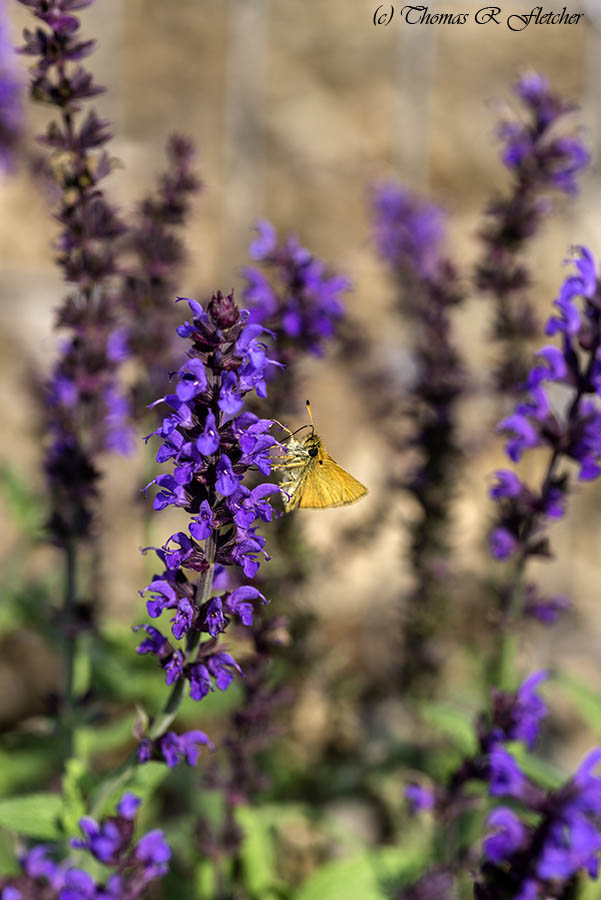 'Skipper on Sage'
#AlmostHeaven #WestVirginia #Highlands #ThePhotoHour