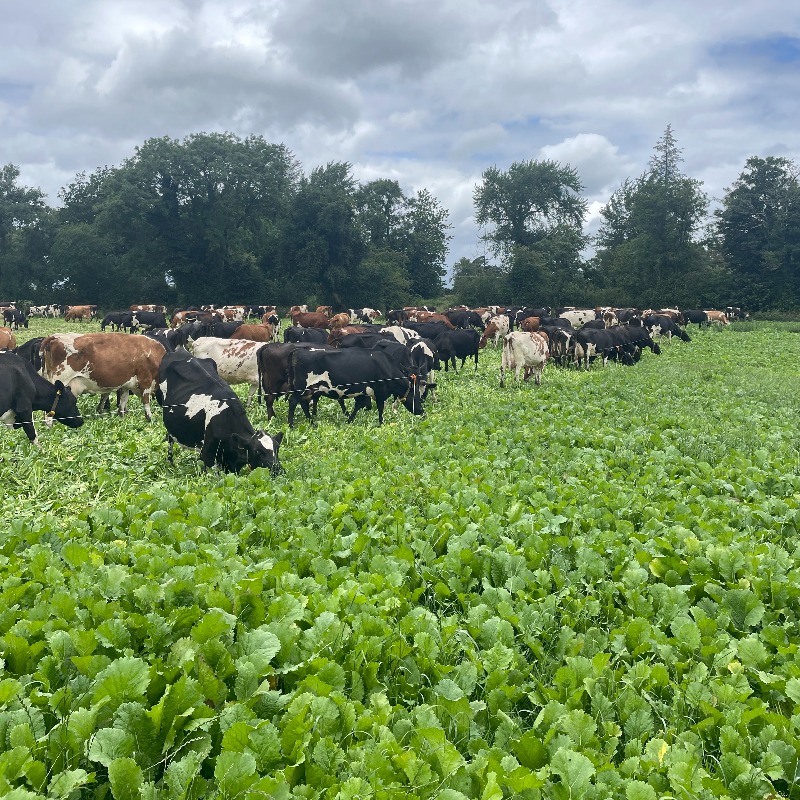Looking for a summer brassica for quality grazing and drought tolerance? Skyfall is a BounceBack Brassica cutting costs on Irish farms #Forage dlf.ie/news-events/ar…