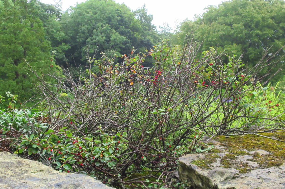 Today is Endangered Species Day, and we’re shining a spotlight on Gogarth Rock Apple, Cotoneaster cambricus. Rosie Kressman of Treborth Gardens writes about this species in our latest magazine, and the work to recover it from just 6 original plants on Great Orme.