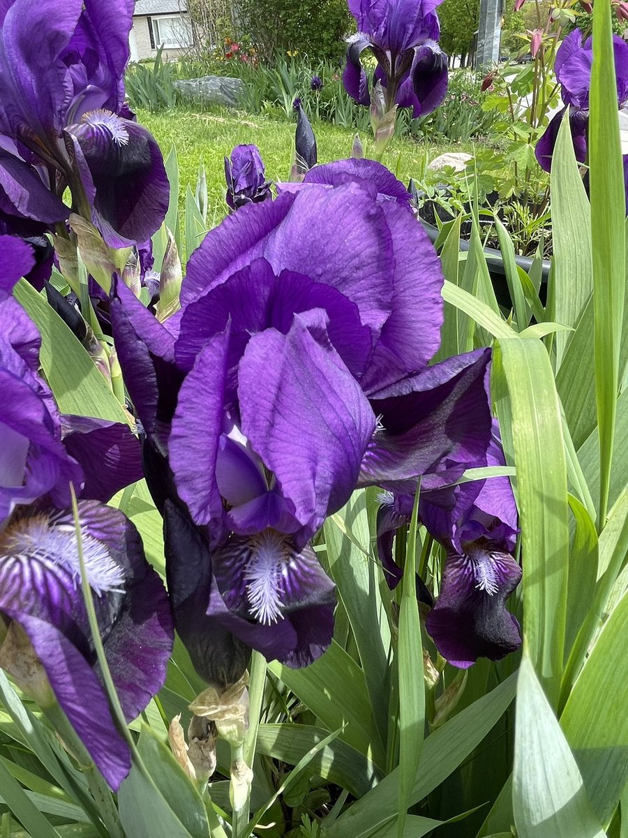 Purple iris 🐝🦋🍃🌥️🪻

A flower blossoms for its own joy
Oscar Wilde

#BeKind
#BeHappy
#SpringFlorals
#FlowersOfTwitter