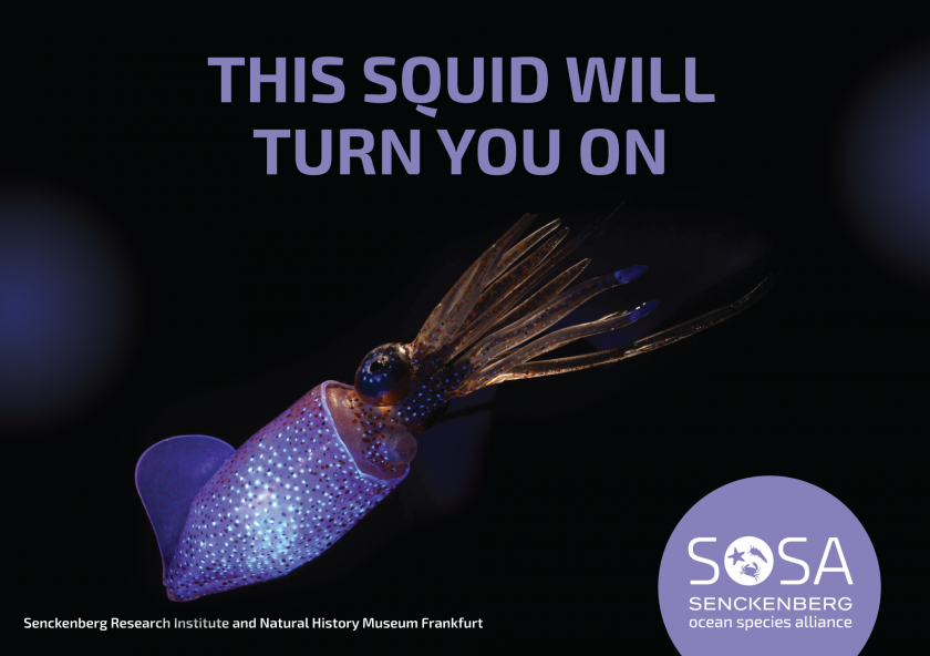 Fall in love with #oceanspecies in #Frankfurt! 💕 Starting May 17, irresistible ocean animals will pop up in the city. #SOSA is launching 'Hunt for Love', a city-wide search for billboards to raise curiosity about marine zoology research in #FFM & 🌏. 👉sgn.one/o9d
