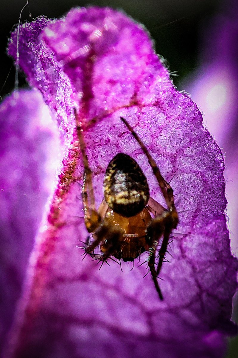 #MacroMonday and/or #MagentaMonday, tiny spider on top of a Lavender flower💚🕷️💜, have a great day ☕🚲🌞🙋🏼